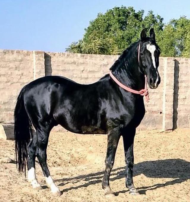 Marwari Horse Breeders- Manaklao Marwari Horse